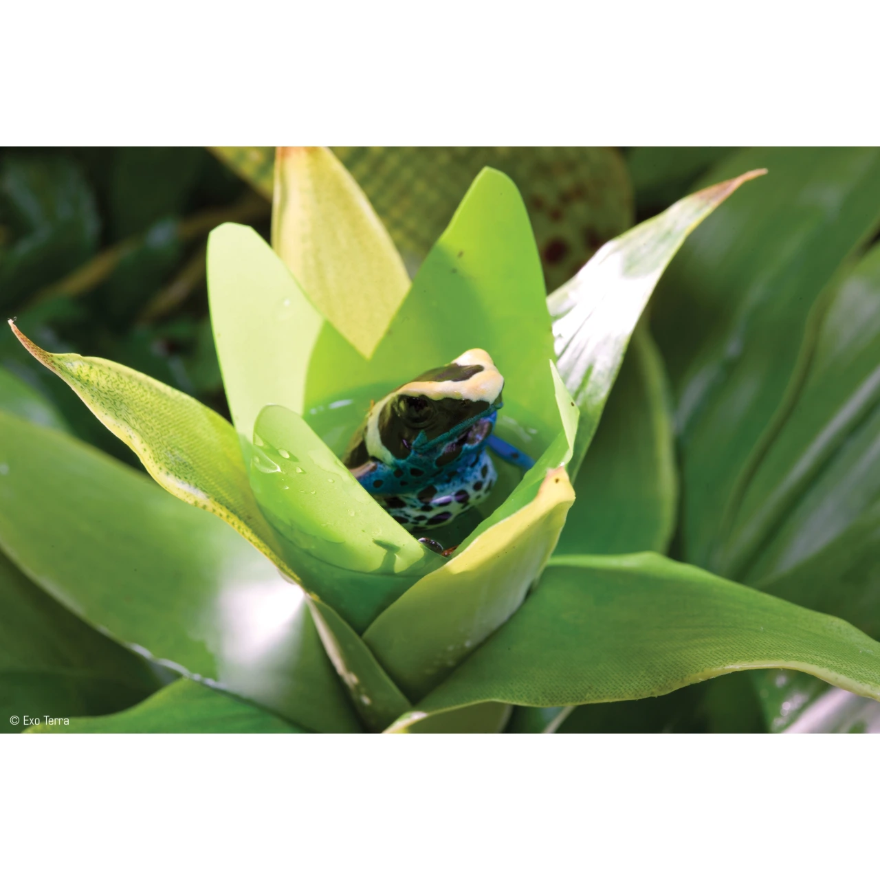 Exo Terra Bromelia Medium